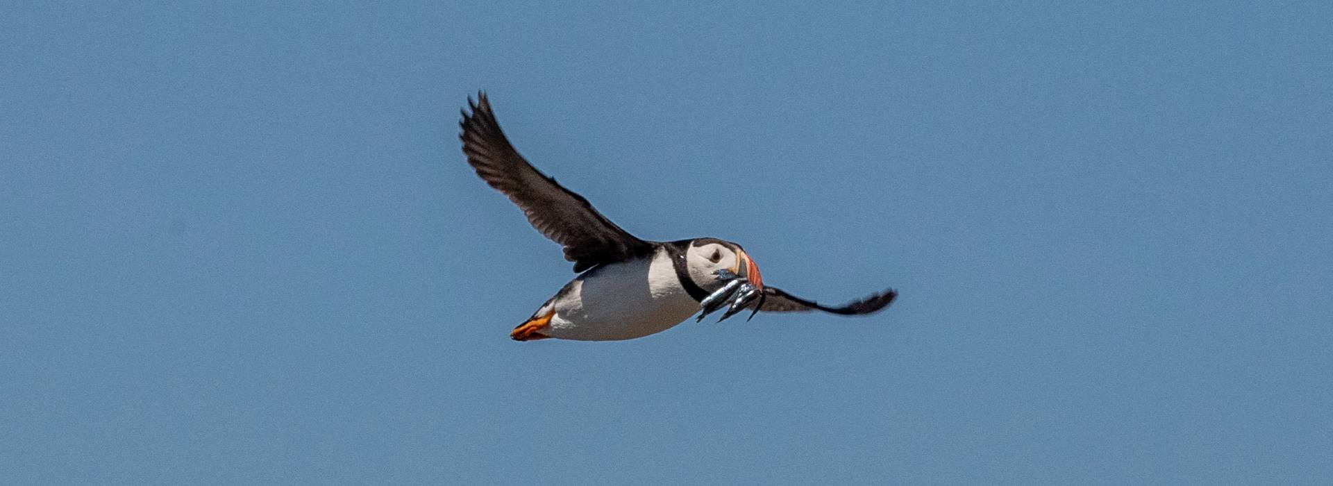 Visitors to be welcomed back on the Farne Islands from Spring 2024